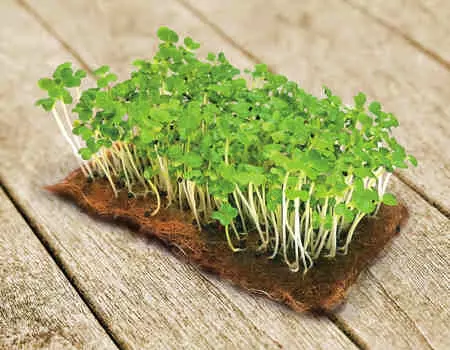 Микрозелень Пак-чой