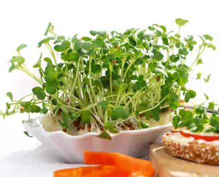 Микрозелень Редис