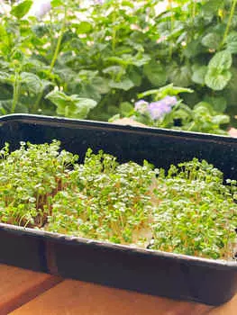 Микрозелень Руккола