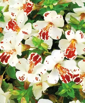 Мимулюс Мэджик Белый с глазком