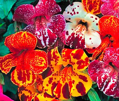 Мимулюс Тигринус Грандифлора