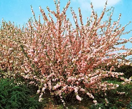 Миндаль трёхлопастной Луизеания