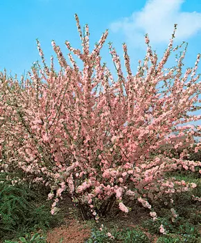 Миндаль трёхлопастной Луизеания