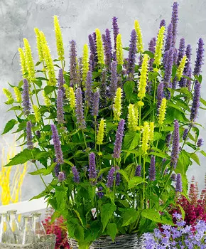 Многоколосник Мексиканский Цветной набор