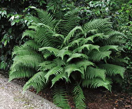 Многорядник Щитовник толстокорневищный