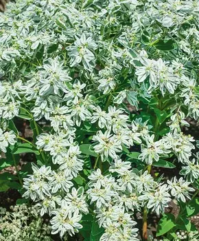 Молочай Горный снег