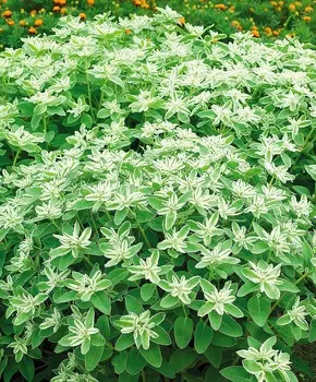 Молочай Ранний снег