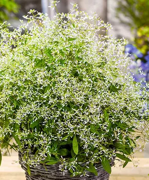 Молочай злаковидный Глиц