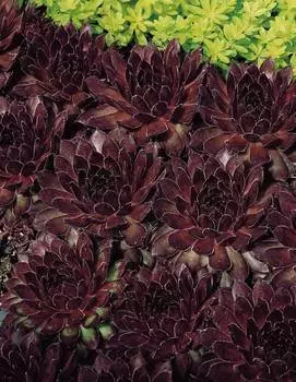 Молодило Нуар