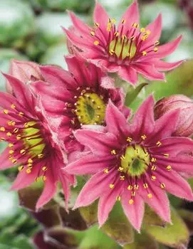 Молодило паутинистое