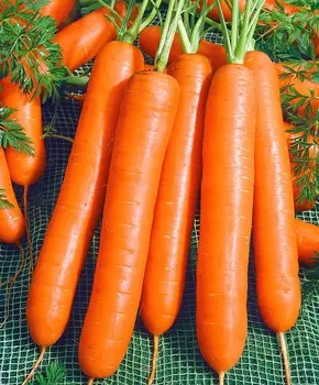 Морковь Элеганс F1