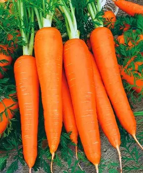 Морковь Лидия F1