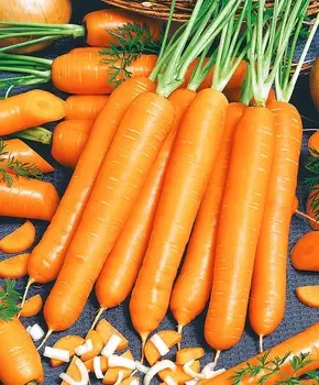 Морковь Маэстро F1