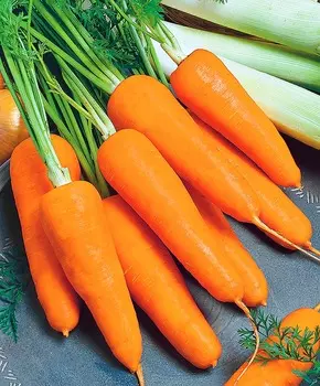 Морковь Мадонна F1