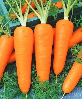 Морковь Маргарита F1