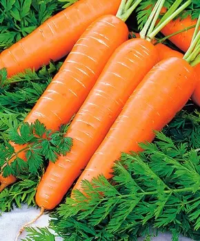 Морковь Нантик Резистафлай F1