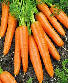 Морковь Вероника F1