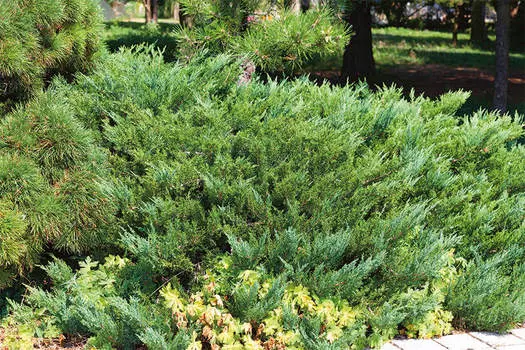 Можжевельник казацкий Тамарисцифолия