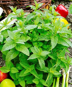 Мята Изящная