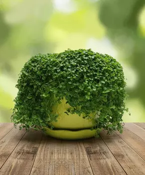 Мята стелящаяся Мини Минт