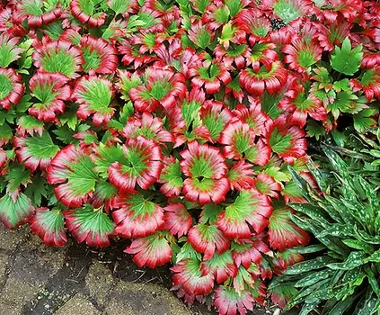 Мукдения Карасуба