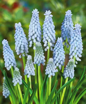 Мускари Бейбиз бреф