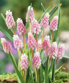 Мускари Пинк санрайз