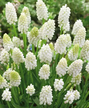 Мускари Вайт перл