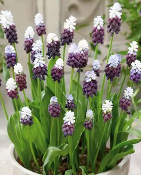 Мускари Виноградный лёд