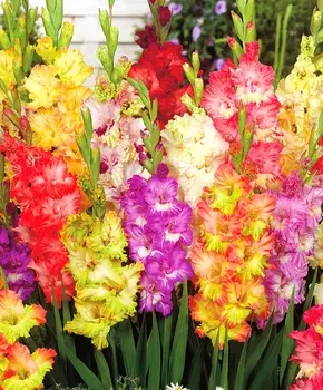Набор Гладиолусов: Махровый