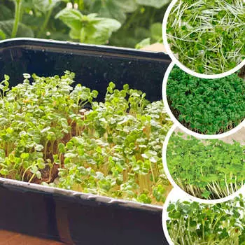 Набор Микрозелени