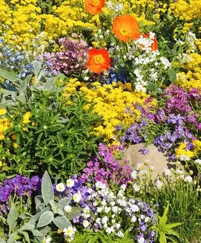 Набор многолетников для альпинариев