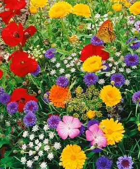 Набор однолетников для привлечения бабочек