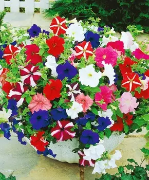 Набор петуний Лето звёздное