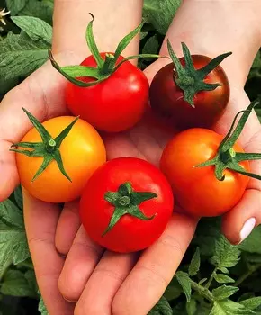 Набор Помидоров для консервирования