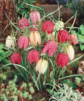 Набор рябчиков Шахматы