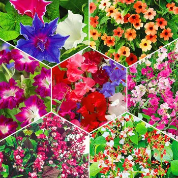 Набор Самые красивые лианы