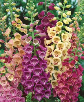 Наперстянка Пурпурная Яркий набор