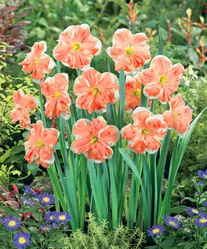 Нарцисс Абрикосовый волчок