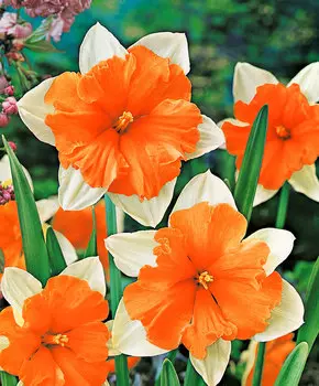 Нарцисс Апельсин