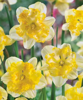 Нарцисс Блэйзинг Старлет