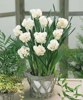 Нарцисс Хорошее настроение