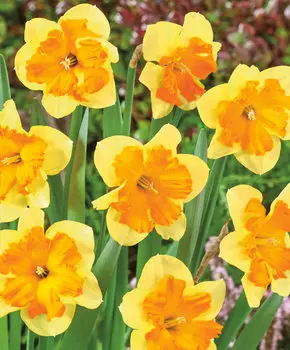 Нарцисс Конгресс