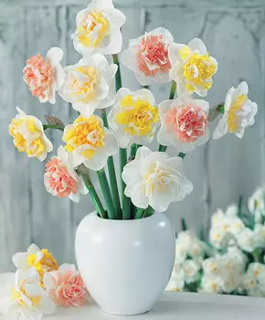 Нарцисс Набор Марципан