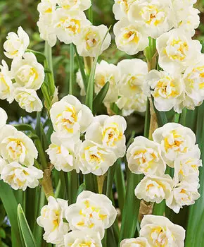 Нарцисс Невеста