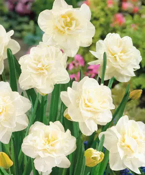 Нарцисс Обдам