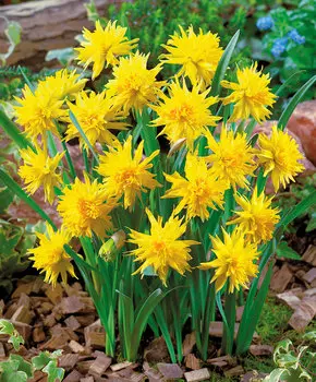 Нарцисс Рип ван винкл