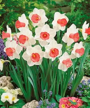 Нарцисс Саломея