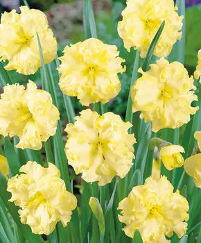 Нарцисс Саннисайд ап