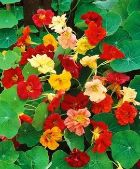 Настурция Глим Яркий набор